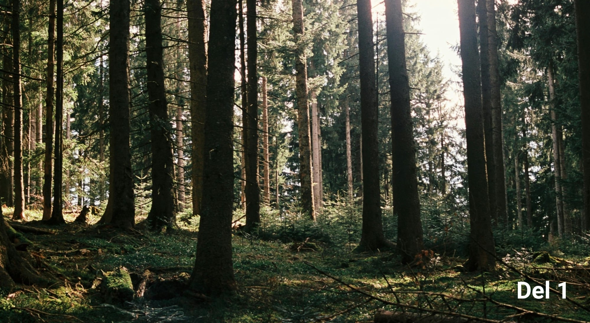 Naturens skafferi - en guide till nybörjaren del 1